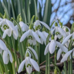 Fées du printemps