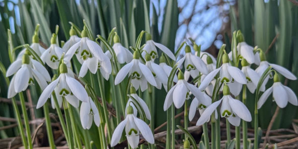 Fées du printemps